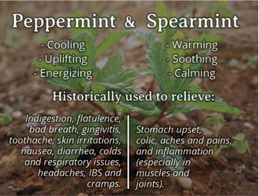 Peppermint Jim's Essential Oils Benefit Chart 